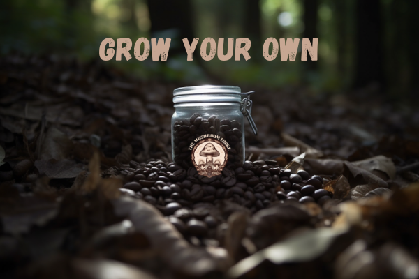 HOW TO: GROW MUSHROOMS FROM COFFEE GROUNDS