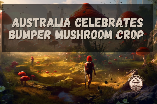 NSW AUSTRALIA CELEBRATES BUMPER CROP MUSHROOM FORAGING SEASON WITH ABUNDANT SAFFRON MILK CAPS