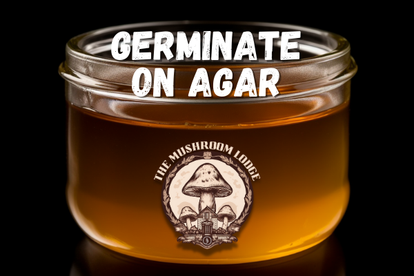 HOW TO: GERMINATE SPORES ON AGAR MEDIUM