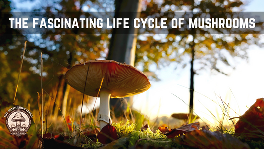 The Fascinating Lifecycle of Mushrooms