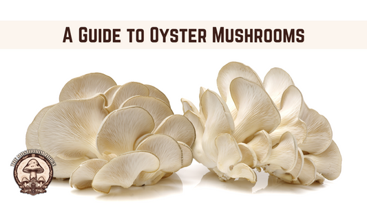 A Guide to Oyster Mushrooms